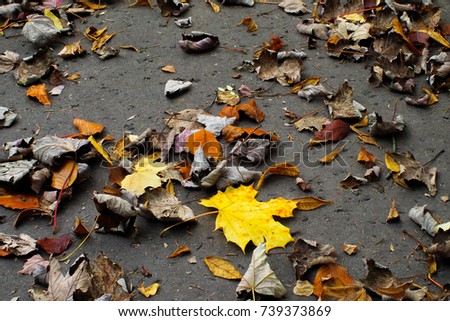 Autumn leaves - Falling leaves