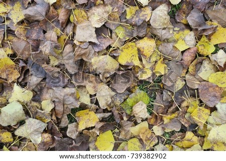Autumn leaves, brown and yellow