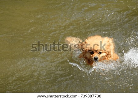 The small Pomeranian Spitz  swim in water.