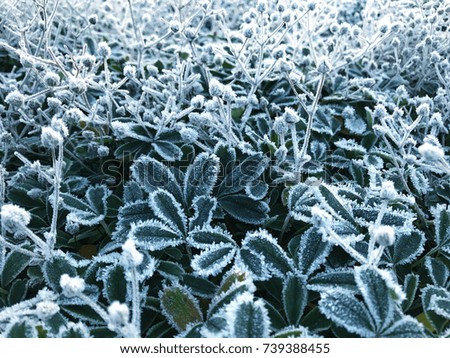Closeup image of frozen plants.
