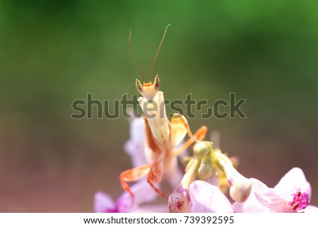 Orchid Mantis Above The Flowers