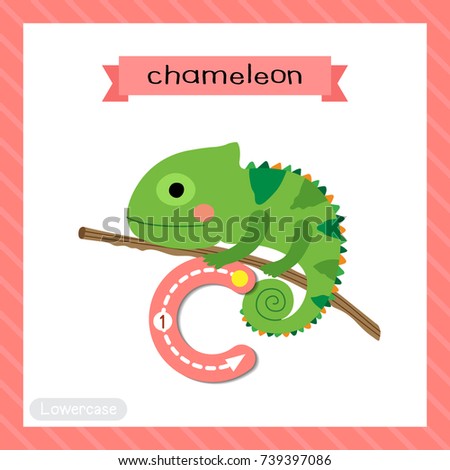 Letter C lowercase cute children colorful zoo and animals ABC alphabet tracing flashcard of Chameleon climbing on branch for kids learning English vocabulary and handwriting vector illustration.