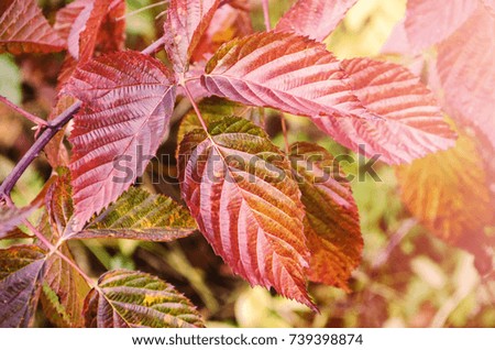 Tree branch with autumn leaves. Autumn background. Red autumn leaves on a branch. 