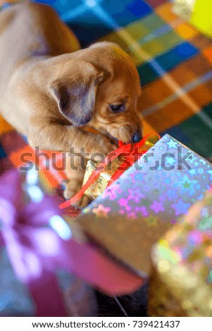 a little dachshund puppy gnaws and tries to open the gift box
