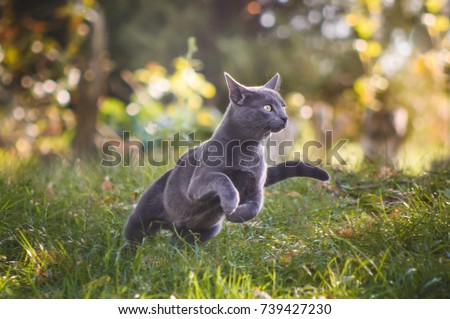 Cute blue russian cat running in nature Royalty-Free Stock Photo #739427230