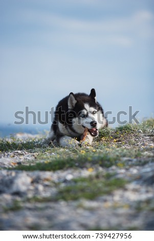 Black and white funny Siberian husky lying on a mountain eats treats. The funny dog on the background of natural landscape. Blue eyes. the dog is enjoying a treat. The dog grimaces.