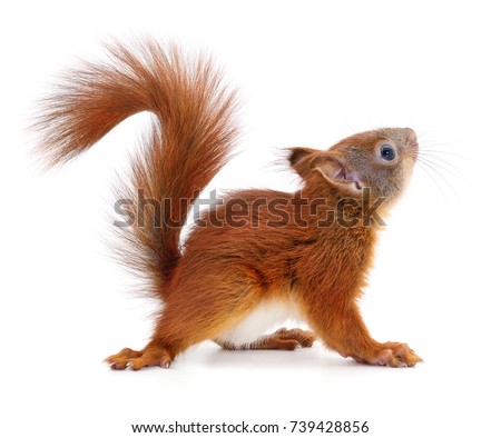 Eurasian red squirrel isolated on white background.
