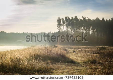 Overcast. Autumn sunrise on the banks of a large river. View of misty river flowing in valley with forest in the background. Fleeing fox in the distance
