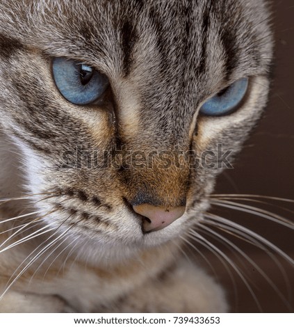 Cat face portrait in studio