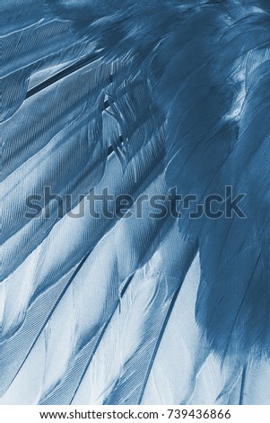 wing of bird close up, x-ray effect