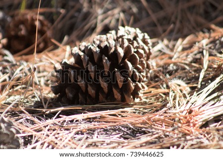 Side view of pine cone on the forest floor