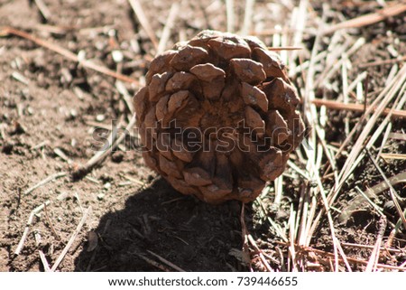 Top view of pine cone 
