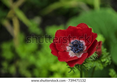 Horizontal picture of red single flower.