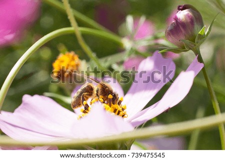 Pink flower with a bee. Delicate flower space outdoors closeup. Macro bee.