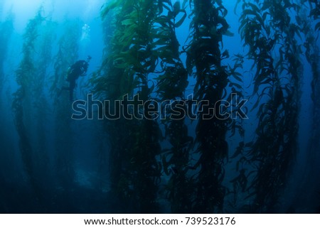 Giant kelp (Macrocystis pyrifera) grows in a thick, submerged forest near the Channel Islands in California. This area is part of a National Park and is teeming with thousands of marine species. Royalty-Free Stock Photo #739523176
