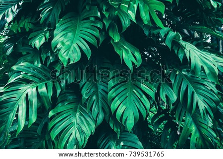 tropical jungle foliage, dark green leaf nature background