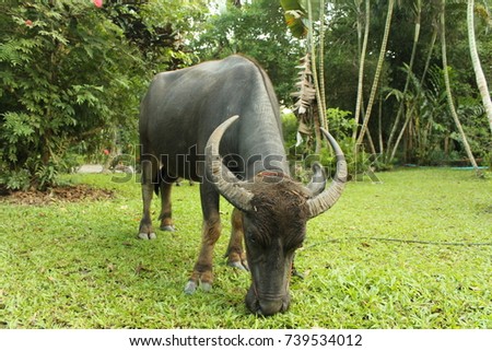Buffaloes have always played an integral part in Thai culture and Thai society. Buffaloes have been used since centuries by peasants in order to plow their rice fields.