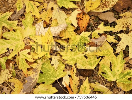 Old yellow and brown maple leaves background texture, Autumn in VA USA.
