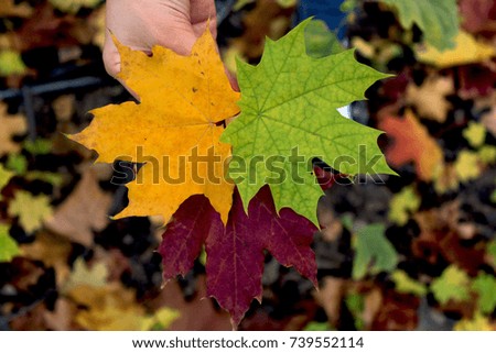 color autumn leaf on ground. maple leaves in hand.