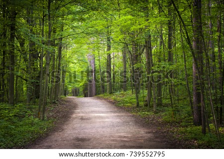 Hiking trail in green summer forest with sunshine. Hilton Falls conservation area, Ontario, Canada. Royalty-Free Stock Photo #739552795