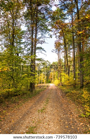 Polish trail in the forest in autumn, landscape of road in scenic nature at fall and colorful trees