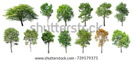 Collection of Isolated Trees on white background , A beautiful trees from Thailand , Suitable for use in architectural design , Decoration work , Used with natural articles both on print and website. Royalty-Free Stock Photo #739579375