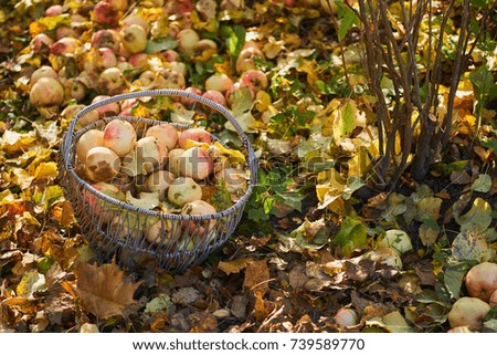 Organic Apples in the Basket. Apple garden in autumn, Depth of field