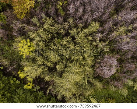 Aerial view of the Italian wild forest with tall and colorful trees at sunset. Autumn season in Italy.