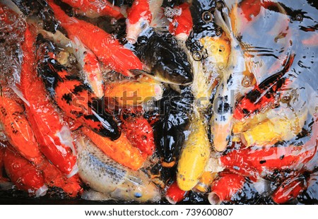 Close-up Koi carps crowding together competing for food.