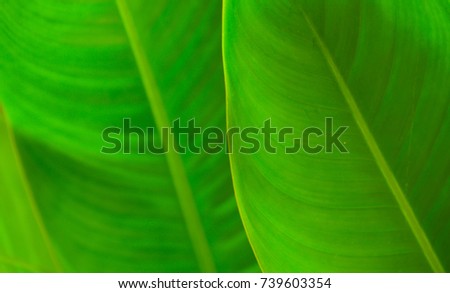 blurred green leaf abstract background.