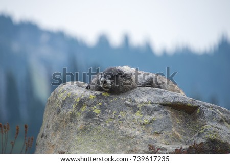 Resting Marmot - Mt. Rainier Skyline Loop