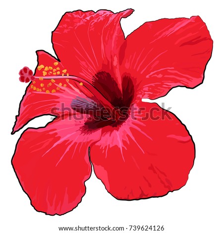 Beautiful tropical flower on a white background. Tropical vector design.