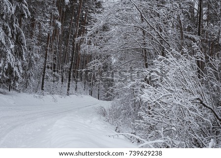 Winter season in woods