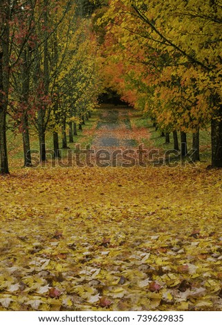 Fall Trees on a Country Road