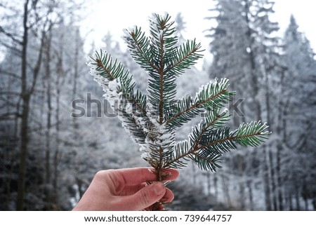 Hand holding a pine branch