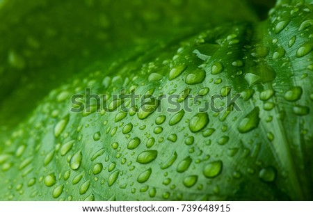 Close-up picture of water drops on fresh and bright green leaf. Tropical plant in Mauritius island with droplets of water