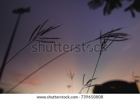 silhouette grass flower when the sunset and twilight sky