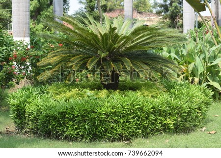 park and outdoor designer plant view. designer cutting of tree background and wallpaper