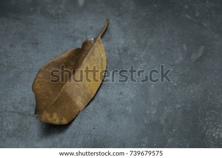 Dry leave on a grey background