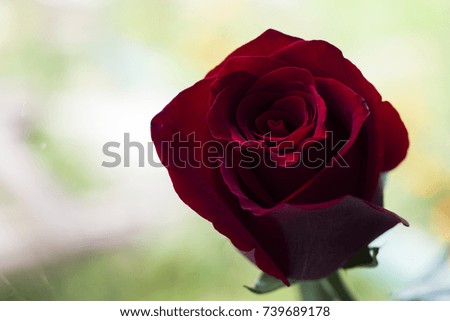 red bright rose