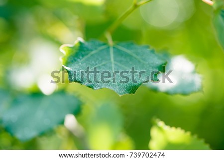 Green aspen leaves background with water drops with very shallow depth of field