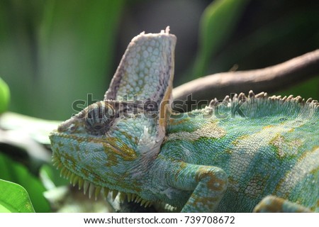 Veiled chameleon 