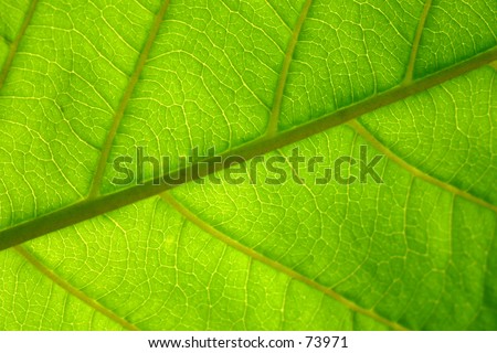 Macro green leaf