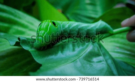 The Caterpillar on the green nature environment