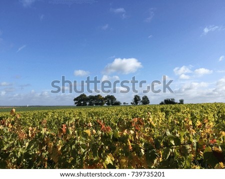 Vineyard in Autumn background - FRANCE