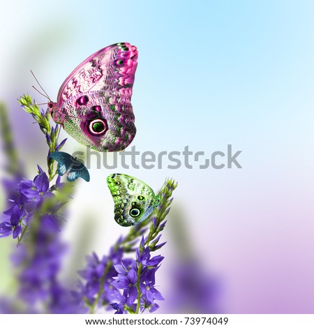 wild flowers blue blooming with butterfly