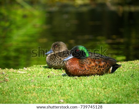 A couple of Mallard ducks resting on grass with a blurry water background in a sunny weather. Footscray Park, Melbourne