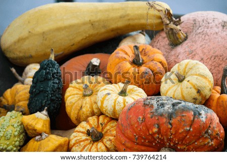 Wheelbarrow of pumpkins