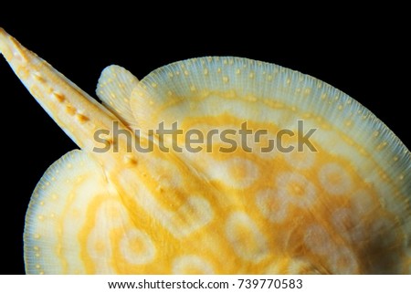 Albino pearl stingray path on black background. Selective focus and free space for text.