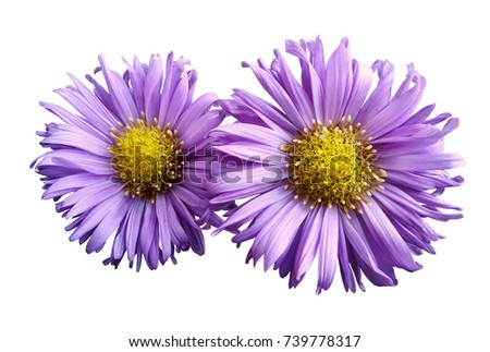 Flowers of pink daisies on white isolated background. Two chamomiles for design. View from above. Close-up. Nature.